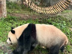 -黔灵山公园