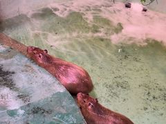 -正佳雨林生态植物园