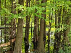 -溱湖国家湿地公园