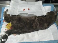 -高德24h动物医院