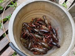 -同銮特种养殖场·龙虾垂钓