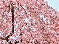 -京都御所