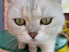 -喵屿·大理花园猫咖