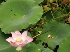 -荔湾湖公园