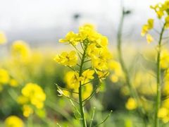 -前小桔亲子创意农场·草莓采摘·露营烧烤
