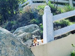 -花岙岛