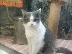 -猫咪博物馆(顶澳仔猫街店)