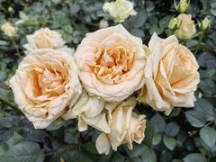 -人民公园(罗湖区)