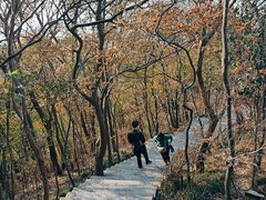 -紫金山山顶公园