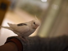 -momokira米努特·德文卷毛猫·棉花面纱犬