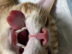 -乐琪宠物医院·犬猫专科·骨外科·急重症