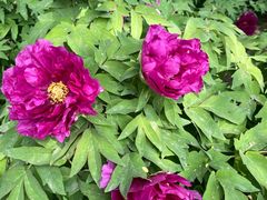 -石家庄市植物园