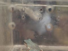 -酷以爬仙阁实体爬宠店·守宫·蜥蜴·专业繁育