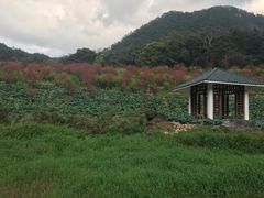-广州市石门国家森林公园