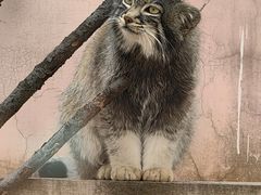 -青藏高原野生动物园