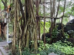 -海口火山口国家地质公园