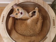 -有喵·猫咖·狗咖·30几只猫10只小狗(岗厦店)