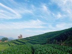-午潮山国家森林公园