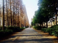 -金岛生态园烧烤露营地