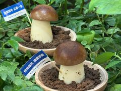 -大理董·董家小厨野生菌火锅(古城旗舰店)