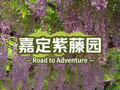 -嘉定紫藤园