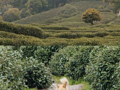 -十八棵（老龙井）御茶园(老龙井店)