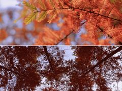 -重庆中央公园(渝北区)