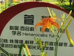 -合肥滨湖国家森林公园