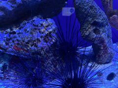 -上海海洋水族馆