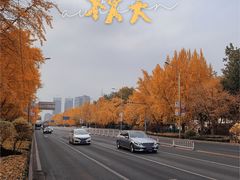 -三里屯东五街银杏大道