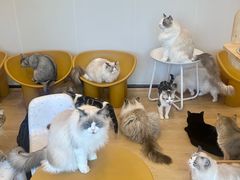 -有喵·猫咖·狗咖·30几只猫10只小狗(岗厦店)