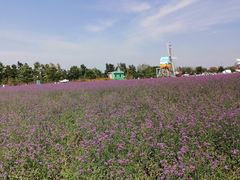 -荷兰花海