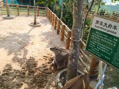 -西霞口神雕山野生动物世界