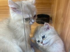 -猫十亿·布偶金渐层·曼基康矮脚猫舍(青年路店)