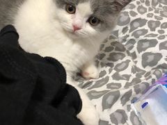 -喵zoo家庭繁育猫舍(尖东智能花园店)