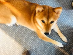 -柴源莊·柴小宠柴犬咖啡