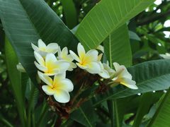 -西双版纳原始森林公园