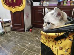 -宠爱国际动物医院·疑难骨科·心肾内科·皮肤科(太阳宫店)