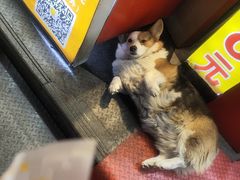 -朱記糯米蛋糕(千川百货店)