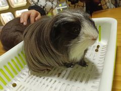 -藦茜花园宠物主题亲子互动体验馆(国顺东路店)