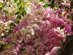 -深圳国际园林花卉博览园