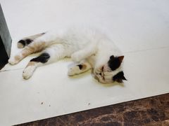 -猫色咖啡·猫咖