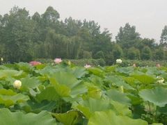 -三圣花乡旅游区