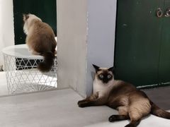 -猫儿山۰猫主题餐厅