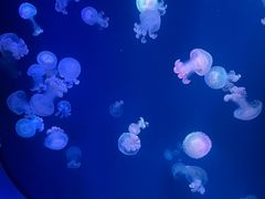 -海合安青岛极地海洋公园