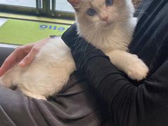 -PETKIT 小佩宠物·德文赛凯猫舍