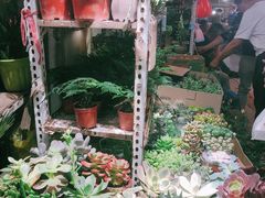 -万商花鸟市场