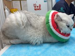 -瑞派·关忠动物医院·猫专科·犬专科(三环新城店)
