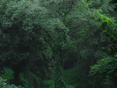 -黄葛古道