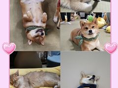 -逗柴咖啡屋·狗咖猫咖宠物桌游